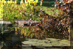 Le jardin aquatique de Scoubidou automne 2005  35 