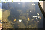 Le jardin aquatique de Scoubidou automne 2005  31 