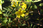 Le jardin aquatique de Scoubidou automne 2005  30 