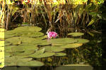 Le jardin aquatique de Scoubidou automne 2005  29 