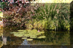 Le jardin aquatique de Scoubidou automne 2005  28 