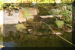 Le jardin aquatique de Scoubidou automne 2005  23 