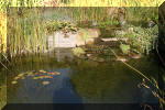 Le jardin aquatique de Scoubidou automne 2005  22 
