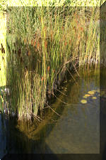 Le jardin aquatique de Scoubidou automne 2005  20 