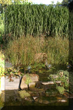 Le jardin aquatique de Scoubidou automne 2005  19 