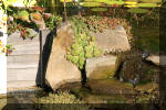 Le jardin aquatique de Scoubidou automne 2005  21 