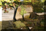 Le jardin aquatique de Scoubidou automne 2005  18 