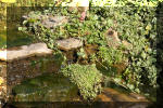 Le jardin aquatique de Scoubidou automne 2005  17 