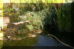 Le jardin aquatique de Scoubidou automne 2005  16 