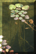 Le jardin aquatique de Scoubidou automne 2005  13 