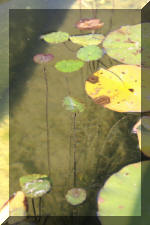 Le jardin aquatique de Scoubidou automne 2005  2 