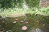 Miroir d'eau Aqualife - petits bassins de jardin de dmonstration   6 