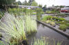 Miroir d'eau Aqualife - Les plantes aquatique   20 