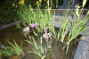 Miroir d'eau Aqualife - Les plantes aquatique   12 