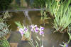 Miroir d'eau Aqualife - Les plantes aquatique   16 