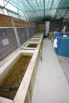 Miroir d'eau Aqualife - les poissons   2 