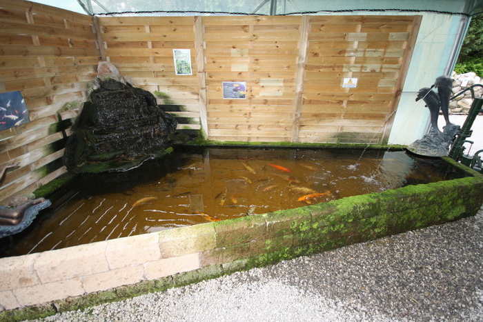 le bassin de jardin,poisson,koi,faune,flore