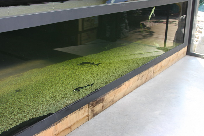 Aqua Garden Center : le grand aquarium 5
