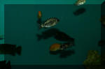 biotop les aquariums  16 