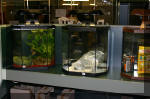 biotop les aquariums  4 