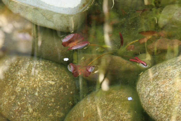 Le bassin de jardin de Sev 3  2 