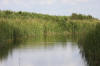 Un voyage en Floride : Les Everglades  20 