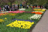 Keukenhof un festival de tulipe page 10  50 