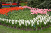 Keukenhof un festival de tulipe page 10  46 