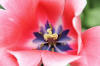 Keukenhof un festival de tulipe page 10  45 