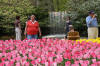 Keukenhof un festival de tulipe page 10  41 