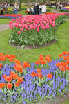 Keukenhof un festival de tulipe page 10  28 