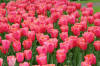 Keukenhof un festival de tulipe page 10  27 