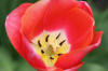 Keukenhof un festival de tulipe page 10  25 
