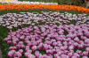 Keukenhof un festival de tulipe page 10  23 