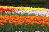 Keukenhof un festival de tulipe page 10  22 