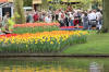 Keukenhof un festival de tulipe page 10  18 