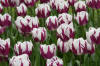 Keukenhof un festival de tulipe page 10  12 