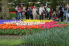 Keukenhof un festival de tulipe page 10  9 