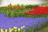 Keukenhof un festival de tulipe page 10  5 