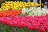 Keukenhof un festival de tulipe page 10  4 