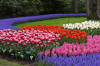 Keukenhof un festival de tulipe page 11  32 