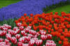 Keukenhof un festival de tulipe page 11  31 