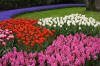 Keukenhof un festival de tulipe page 11  30 