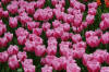 Keukenhof un festival de tulipe page 11  26 