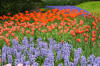 Keukenhof un festival de tulipe page 11  23 