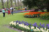 Keukenhof un festival de tulipe page 11  16 