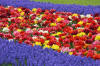 Keukenhof un festival de tulipe page 11  13 