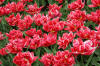 Keukenhof un festival de tulipe page 11  12 