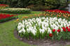 Keukenhof un festival de tulipe page 11  10 