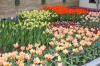 Keukenhof un festival de tulipe page 11  8 